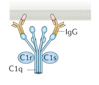 Papel de la molécula C1Q en la neuroinflamación en la EM