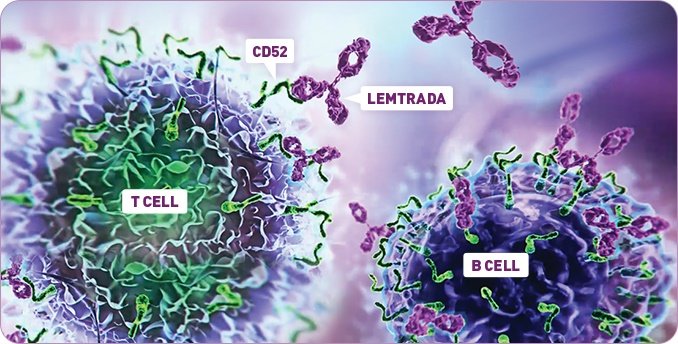 Investigadores REEM encuentran un biomarcador en sangre que podría predecir acontecimientos adversos autoinmunes al tratamiento con Alemtuzumab